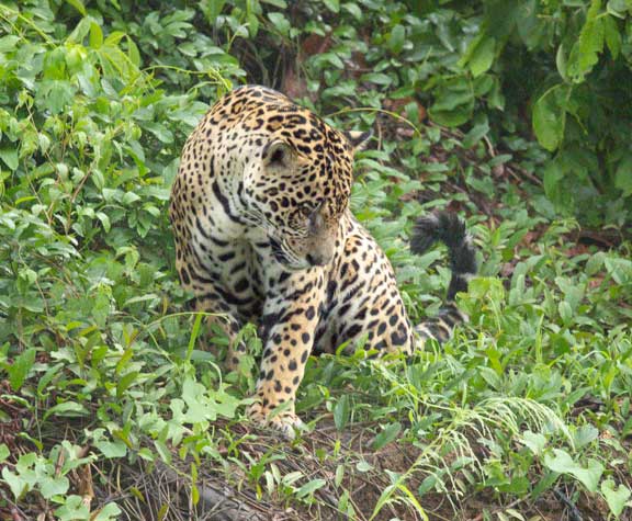 Jaguar standing in the vegetation alongside the river