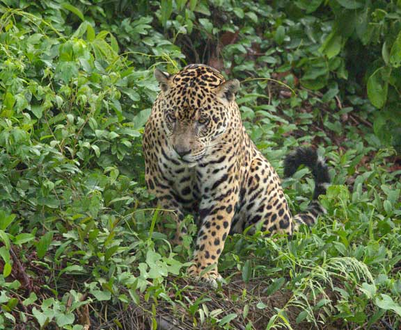 Jaguar standing in the vegetation alongside the river