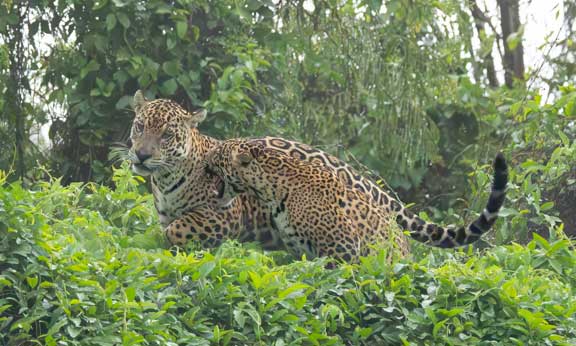 Jaguar standing in the vegetation alongside the river