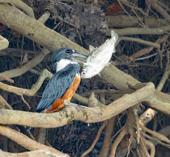 Kingfisher with fish in mouth