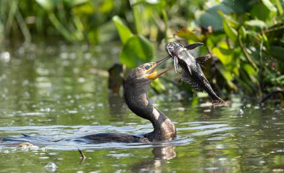 Cormorant with fish in beak