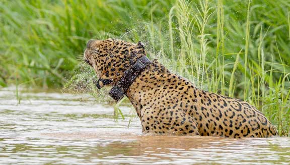 Jaguar shaking water off of head