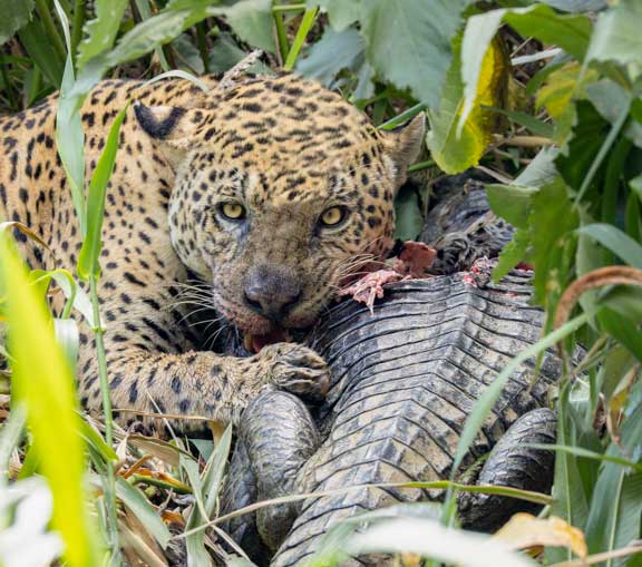 Jaguar named Ousado eating a caiman