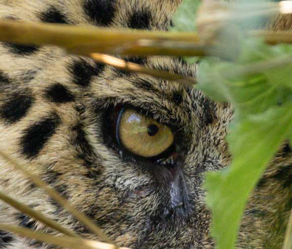 Eye of jaguar named Ousado eating a caiman