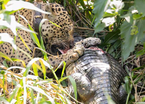 Jaguar named Ousado eating a caiman