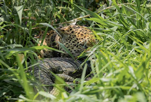 Jaguar named Ousado eating a caiman
