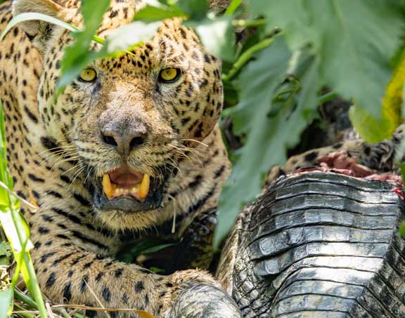 Jaguar named Ousado eating a caiman