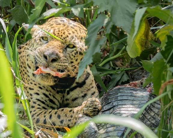 Jaguar named Ousado eating a caiman