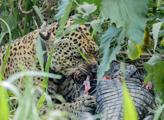 Jaguar named Ousado eating a caiman
