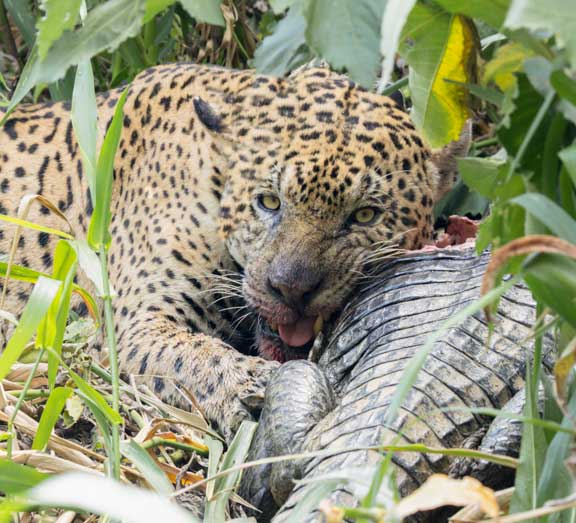 Jaguar named Ousado eating a caiman