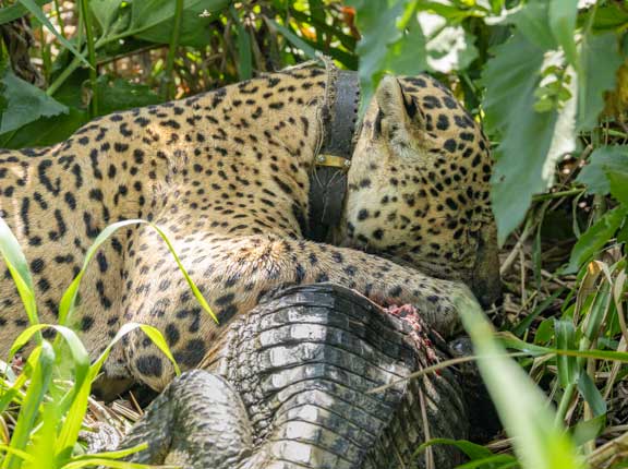 Jaguar named Ousado eating a caiman