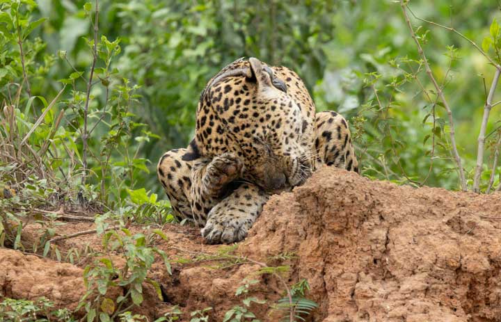 Jaguar grooming