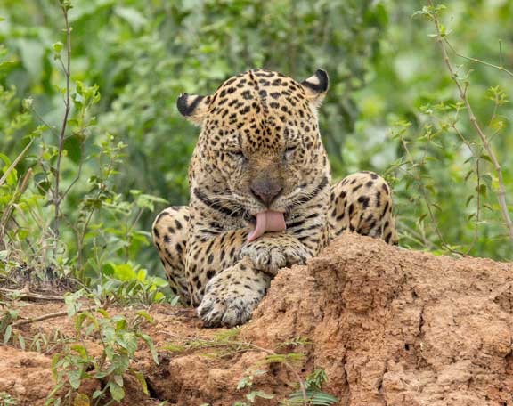 Jaguar licking fur on paw