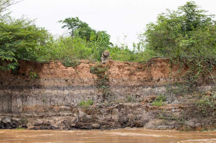 Jaguar on hill overlooking river