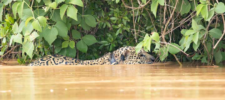 Jaguar swimming in river 