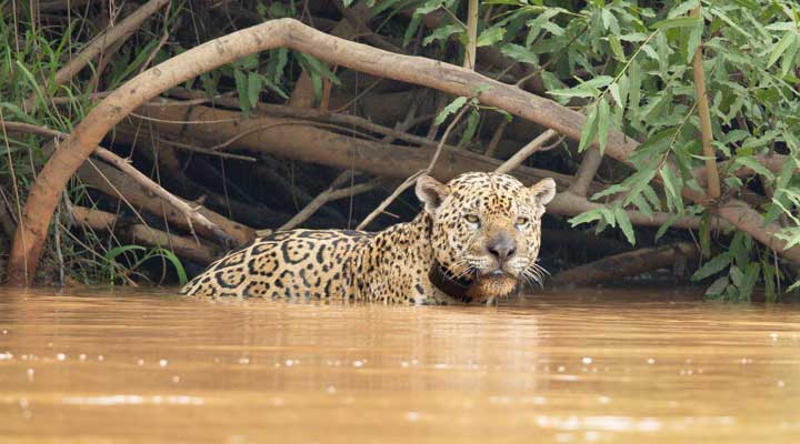 Jaguar in river looking downstream 