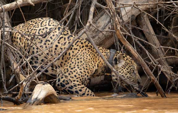 Jaguar stalking in the vegetation along the river