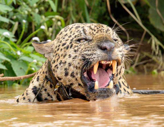 Jaguar teeth with mouth open