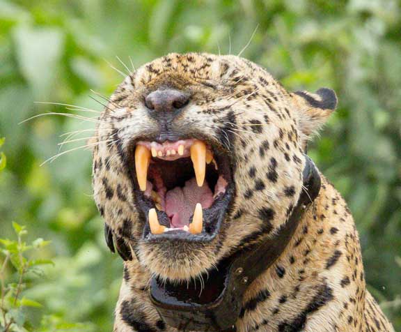 Jaguar teeth with mouth open