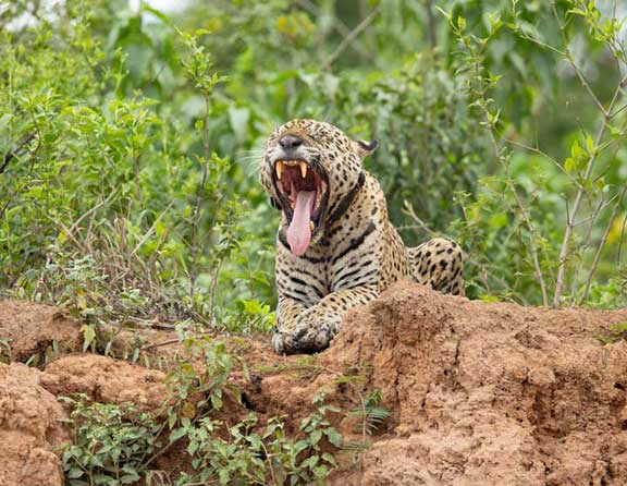 Jaguar yawning