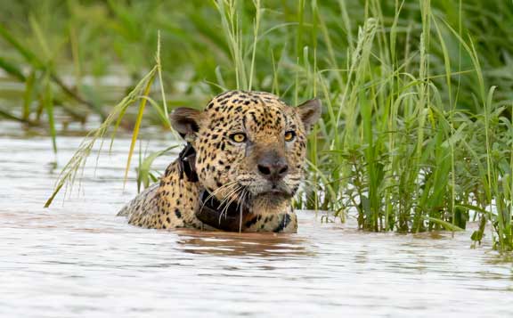Jaguar looking downstream