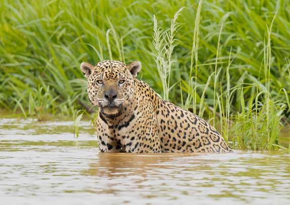 Jaguar looking downstream