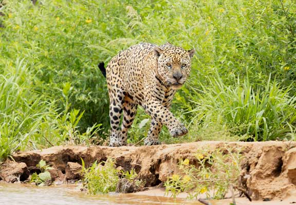 Jaguar walking along embankment