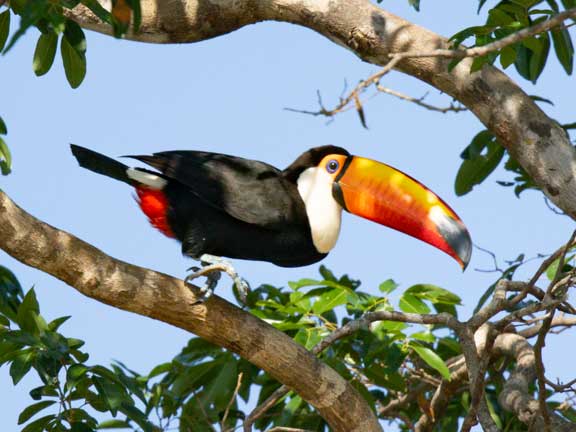 Toucan perched on tree