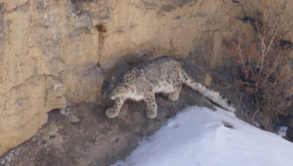 Snow leopard walking along cliff