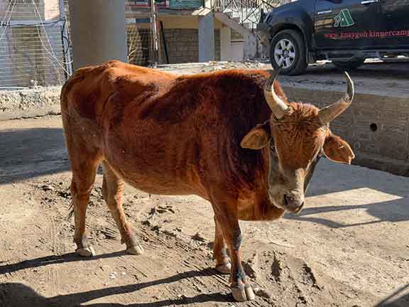 Cow on road
