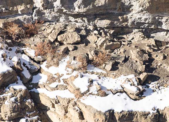 Snow leopard hidden in the rocks