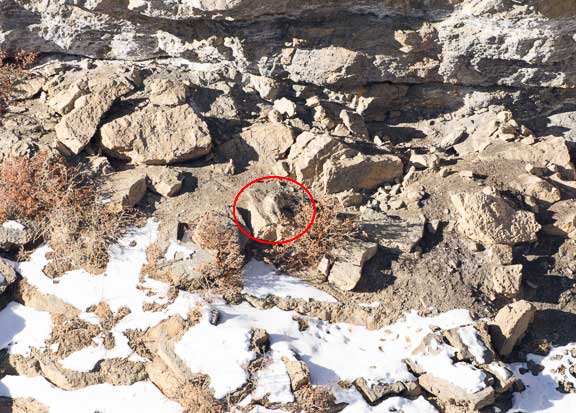 Snow leopard hidden in the rocks