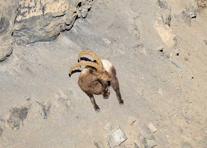 Ibex resting on a cliff
