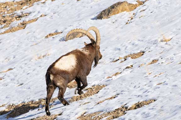 Male Ibex climbing uphill