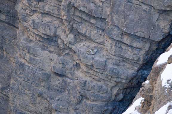Snow leopard on a cliff face