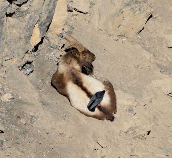 Male Ibex resting with a crow on its back