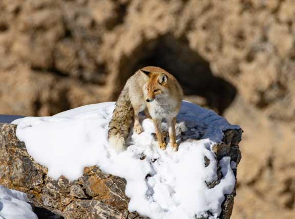 Red fox standing on snow