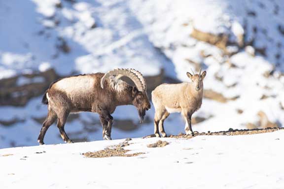 Male Ibex checking female for signs of estrus