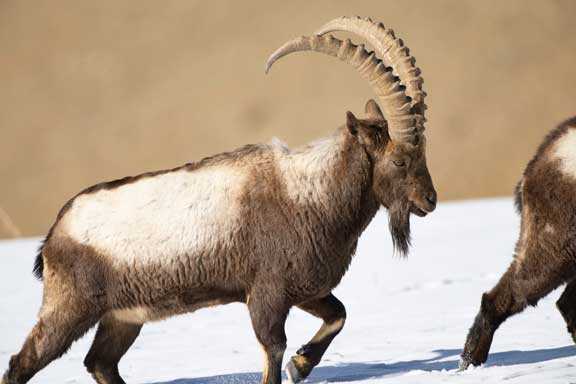 Male Ibex trudging through the snow