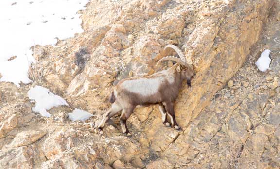 Male Ibex walking along a ledge