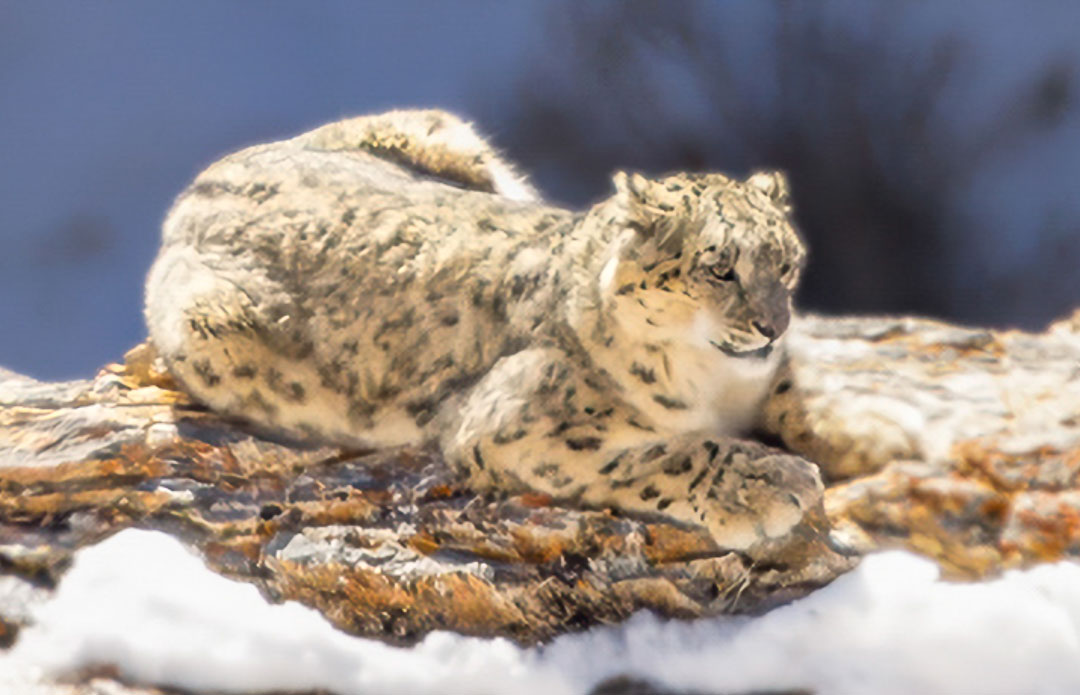 Snow leopard resting on a rock with paw extended