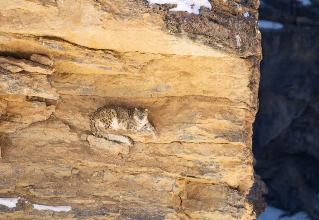 Snow leopard resting on a ledge