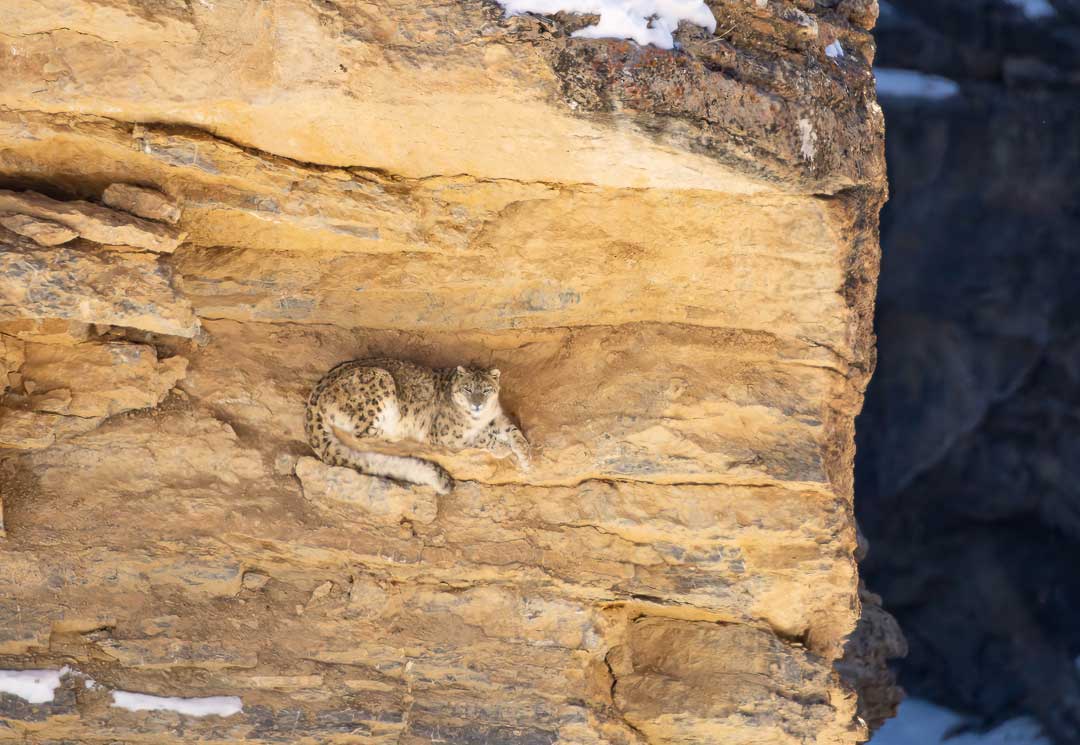 Snow leopard resting on a ledge