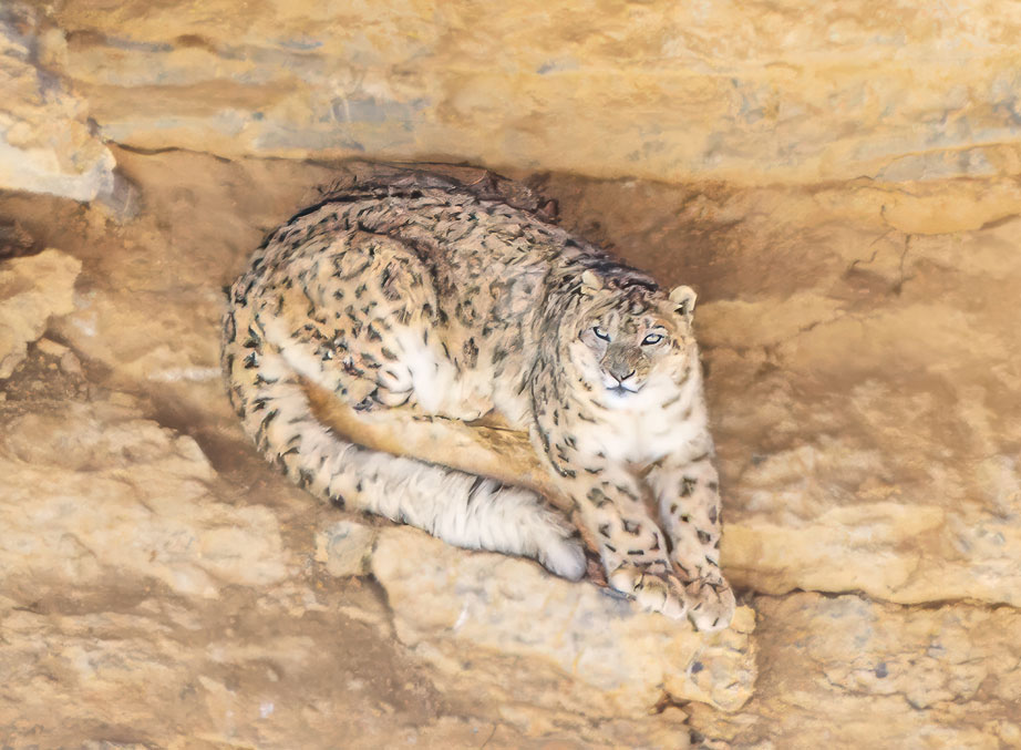 Snow leopard resting on a rock with paws and tail extended