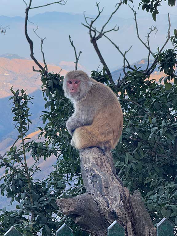 macaque monkey sitting on branch
