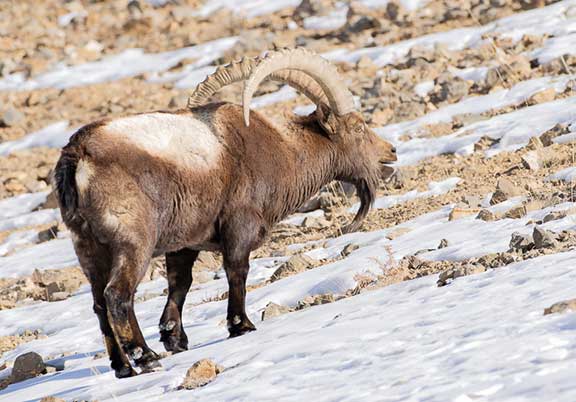 Male Ibex exhibiting the "flehman" response