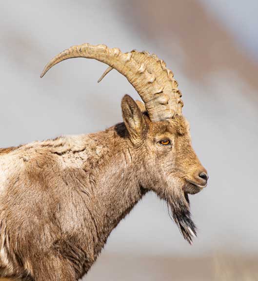Beautiful horns of a male Ibex