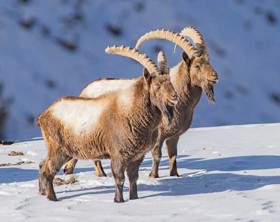 Two male Ibex