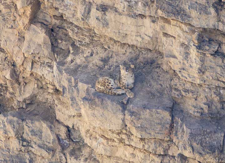 Snow leopard on a cliff
