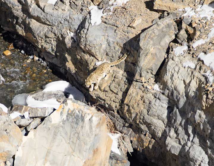 Snow leopard jumping over a stream